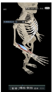 3D动态解剖免费版